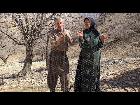 Nomadic Life Fencing a Sheep Shelter in the Zagros