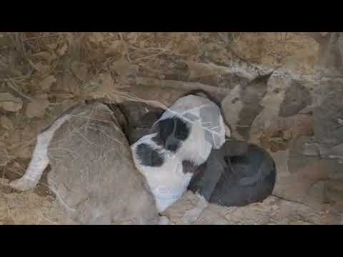 Iran nomadic life Jahangir and Maryam s effort to clear the