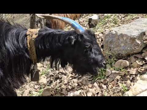 Jahangir s journey to the lush mountains to graze sheep