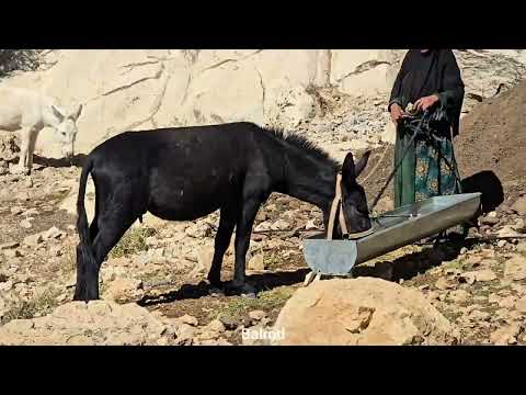 The story of Jahangir s nomadic life Building a shelter
