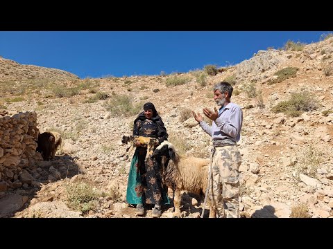 The life of Iran nomads the birth of a sheep and breakfast