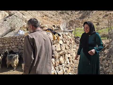 Buying native goats in a nomadic home and grazing new sheep