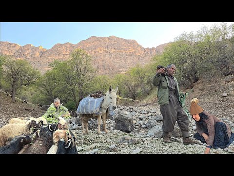 Nomadic life collecting firewood with donkeys for storage