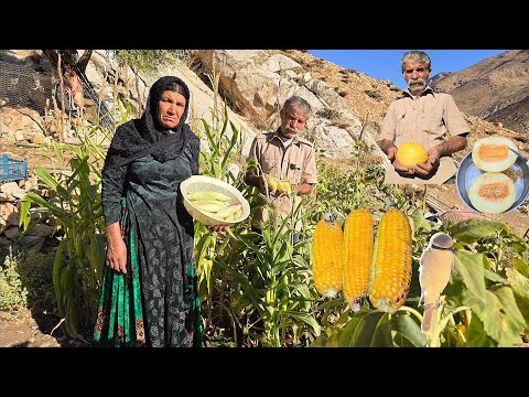 Harvesting corn and organic products from a nomadic farm in
