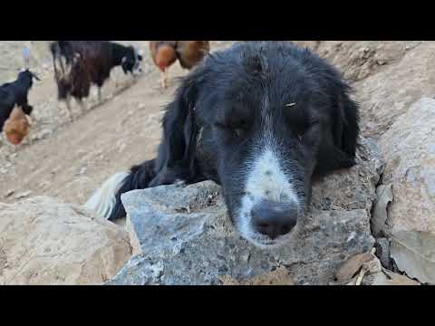 Iran nomadic life building shelter walls with stone and