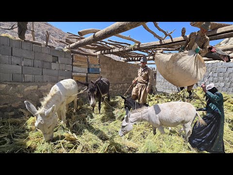 Jahangir s Effort to Collect Caper Grass to Prepare the