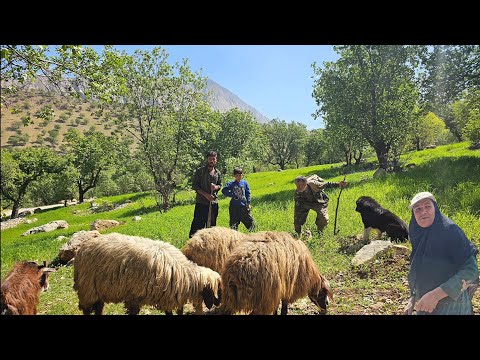 How Jahangir takes his sheep into nature A journey into