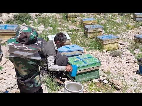 Nomadic man feeding bees