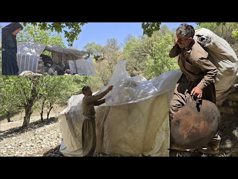 Jahangir s effort to cover a sheep shelter with plastic in