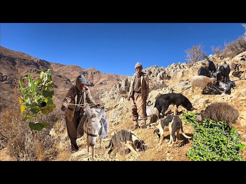 A documentary account of Jahangir s life Herding cattle in