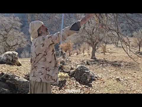Iran nomadic life Jahangir s trip to the mountains to