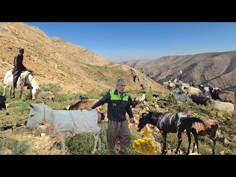 Nomads journey to the Zagros Mountains For sheep grazing in