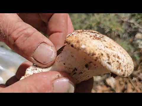 Picking wild mushrooms with Jahangir in the rugged Zagros