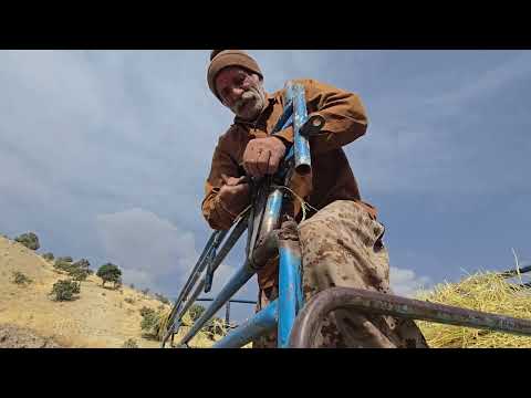 Rice husk collection by nomads smart preparation for sheep