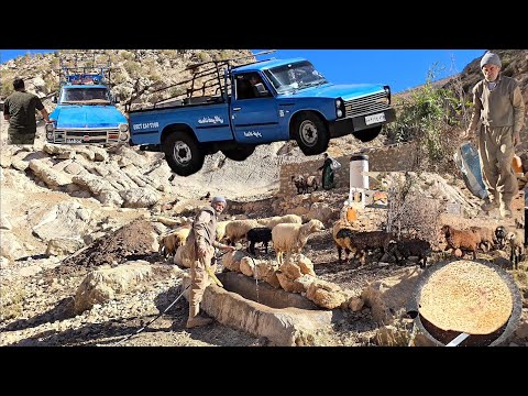 Taking care of sheep a mountain farm and the adventure of