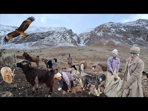 Saving the Flock from Bitter Cold Caring for Sheep Pens in