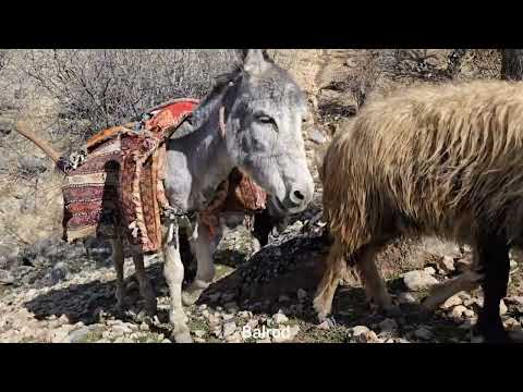 Iran nomadic life Jahangir effort to graze sheep and bring