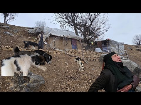 Iran nomadic life Jahangir a hardworking man taking care of