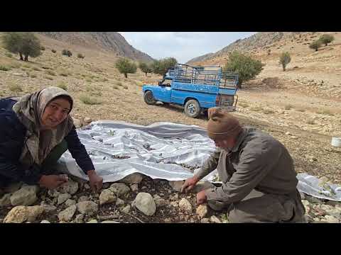 Nomads harvesting organic hawthorn from thousand year old