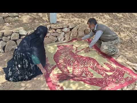 The adventure of Jahangir and Maryam breeding their sheep