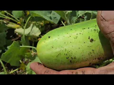 Harvesting green gold from the nomads paradise garden after
