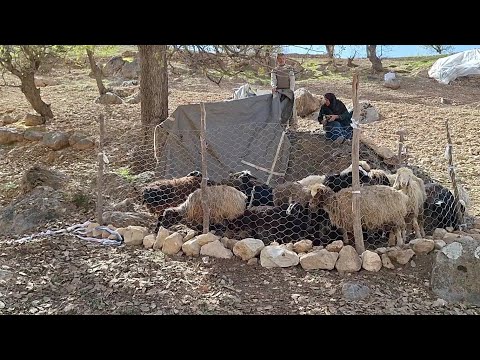 Using small tents to protect sheep on rainy days