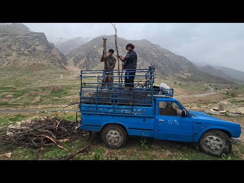 Rain and cold did Jahangir manage to get the firewood to