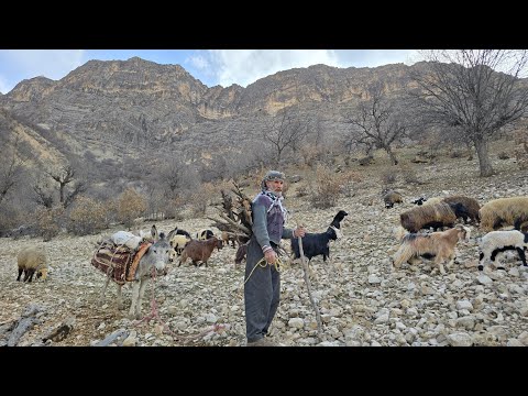 Iran nomadic life Jahangir s attempt to bring firewood to