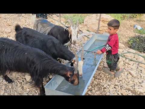 lran nomadic life Baking local bread by nomadic women and
