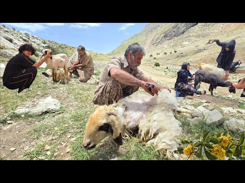 Jahangir and nomadic life Shearing sheep wool and planting