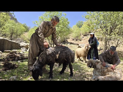 Iran nomadic Life Jahangir and Maryam s Effort to Shear