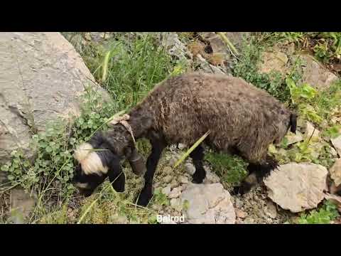 Maryam s efforts to graze sheep in the mountains and take