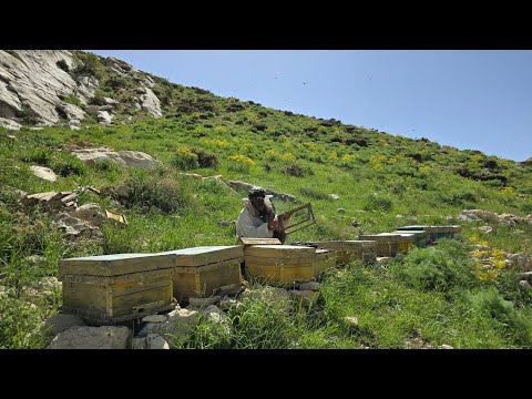 Feeding beehives in the lush area Nomadic life