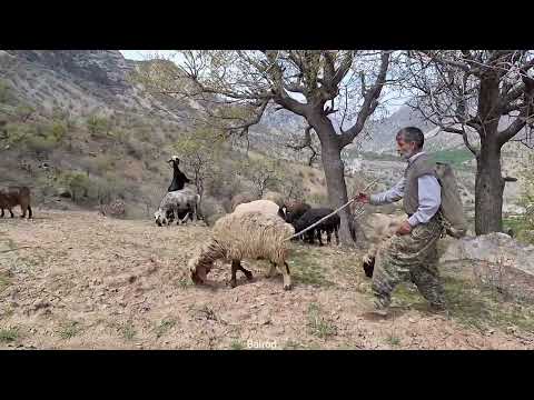 A walk in nature a trip to the mountains to graze sheep and