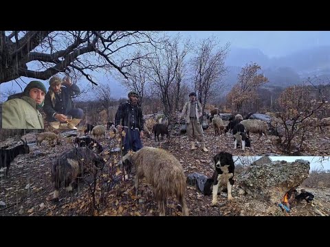 Rainy Mountain Logic Either Find the Sheep or Give Them to