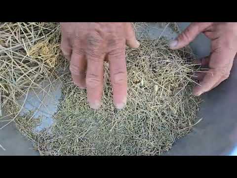 Nomadic life Building a shelter for small goats with blocks