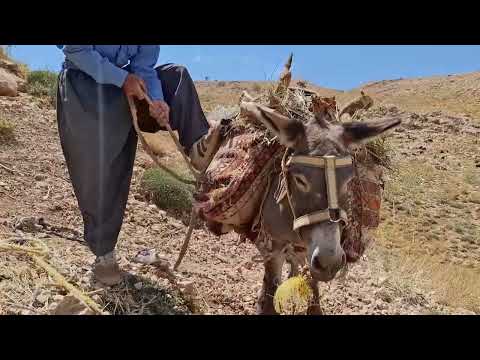 An exciting trip to the mountains the story of bringing