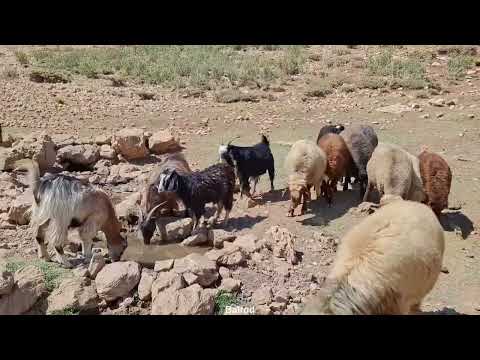Life in the arms of mountains and plains a narrative of