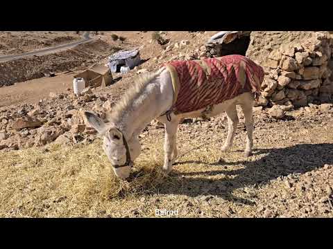 Preparing the future farm with sheep manure with Jahangir s