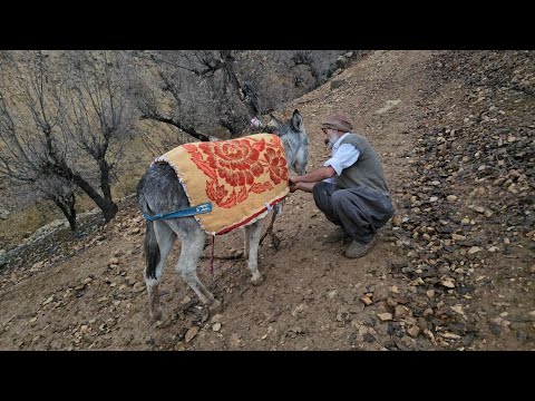 Jahangir sews a saddle for his donkey to keep warm during
