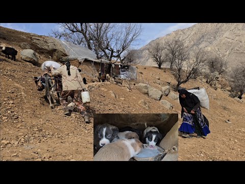 Jahangir s efforts to take care of his dogs and puppies