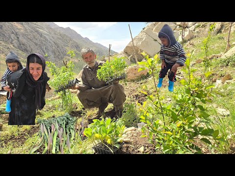 Planting Organic Eggplant and Peppers in the Mountains A