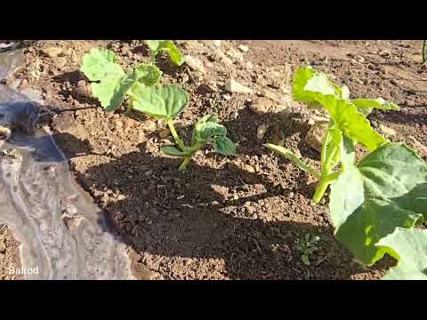 Nomadic life killing two birds with one stone irrigation