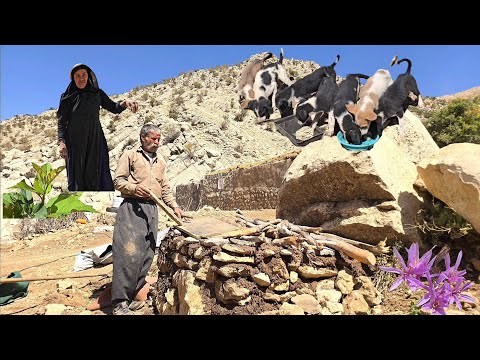 Building a cozy shelter for dogs with natural materials the