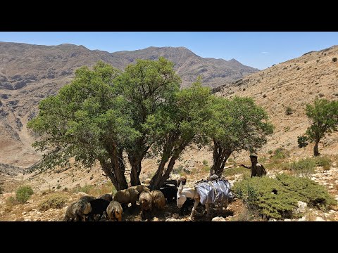 Jahangir s journey to a new pasture for his sheep to graze