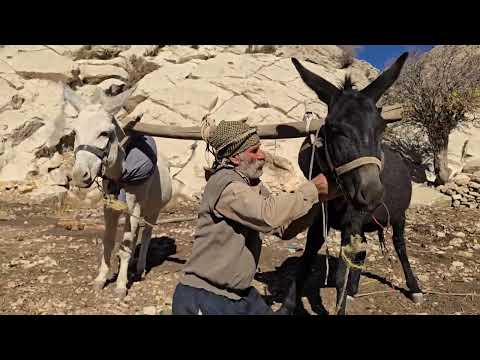Documentary of Iran Nomadic Life Farming with Donkeys and