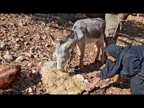 Building a cozy shelter with stones wood and plastic for a