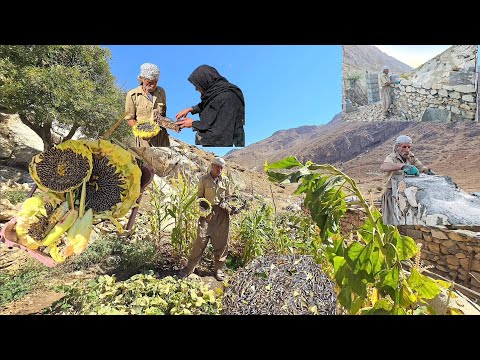 Harvesting sunflower and corn seeds and completing the