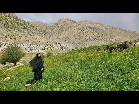 The real life of a nomadic woman in Zagros Milking sheep
