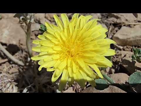 Organic bean harvest Nomadic garden works miracles